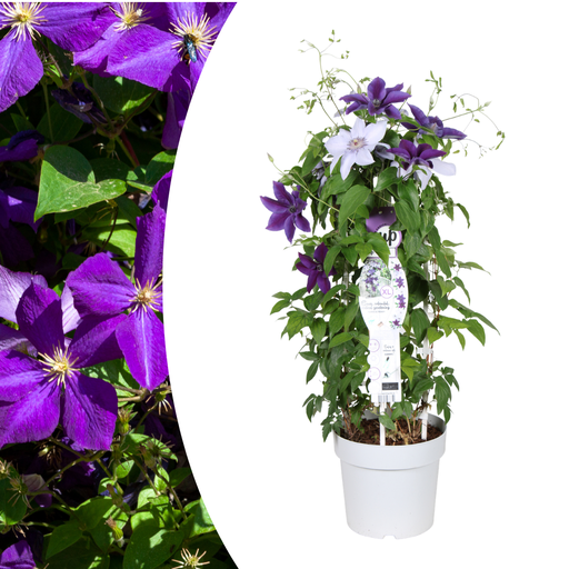 "Clematis Double Up Barnadine + Masa 23cm image"