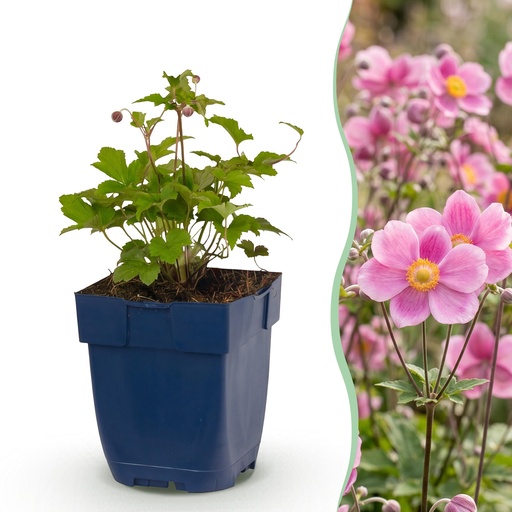 "Staude - Anemone hup. Splendens - Herbst-Anemone - Schatten - Dunkelrosa - 1 Pflanze - Topf 11cm - Höhe 15-25cm image"