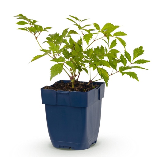 "Stauden - Astilbe (J) Deutschland - Prachtspirea - Schatten - Weiß - 1 Pflanze - Topf 11cm - Höhe 15-25cm image"