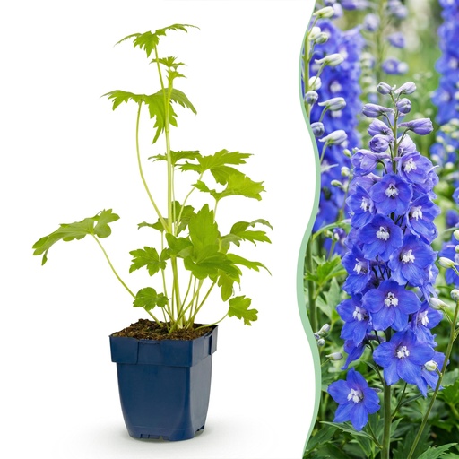 "Stauden - Delphinium (P) Blue Bird - Rittersporn - Bienen- und Schmetterlingsanzieher - Blau - 1 Pflanze - Topf 11cm - Höhe 15-25cm image"