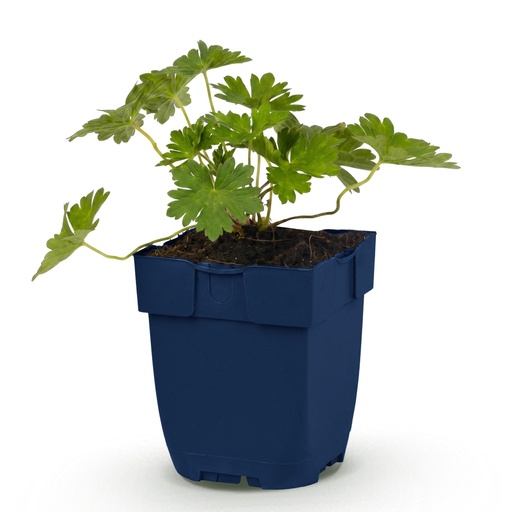 "Stauden - Geranium 'Rozanne' - Storchschnabel - Bodendecker - Blau - 1 Pflanze - Topf 11cm - Höhe 15-25cm image"