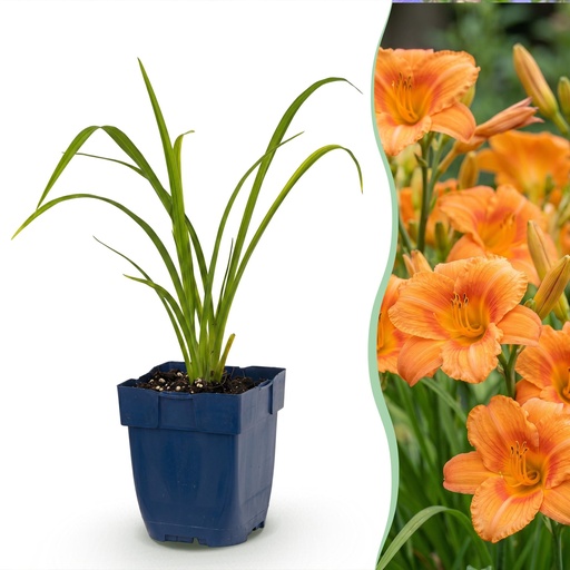 "Stauden - Hemerocallis Mauna Loa - Taglilie - Bienen- und Schmetterlingsmagneten - Orange - 1 Pflanze - Topf 11cm - Höhe 15-25cm image"