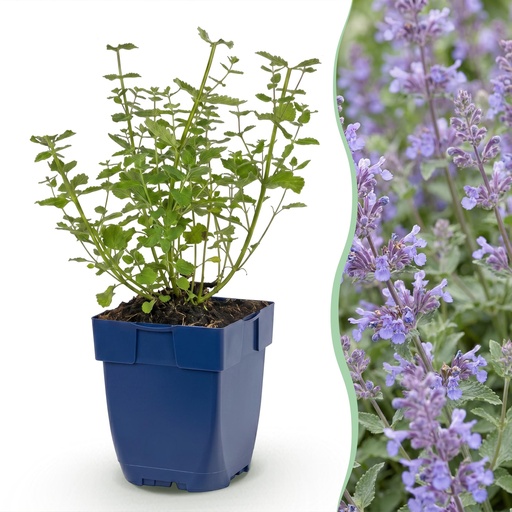 "Stauden - Nepeta faassenii Walker's Low - Katzenminze - Bienen- und Schmetterlingsanziehung - Blau - 1 Pflanze - Topf 11cm - Höhe 15-25cm image"