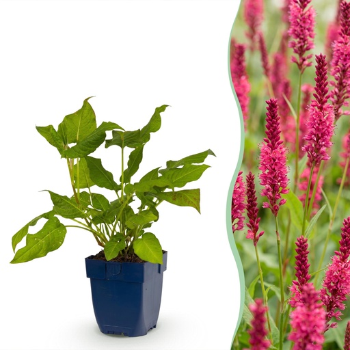"Stauden - Persicaria amplexicaulis - Knöterich - Schatten - Rot - 1 Pflanze - Topf 11cm - Höhe 15-25cm image"