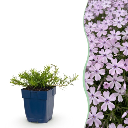 "Stauden - Phlox Benita - Flammenblume - Bodendecker - Blau - 1 Pflanze - Topf 11cm - Höhe 15-25cm image"