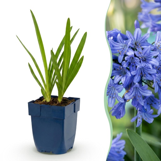 "Schmucklilie (Agapanthus africanus) – winterharte Kübelpflanze, Höhe ca. 11 cm image"
