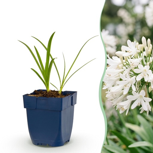 "Perennial - Agapanthus africanus Albus - African Lily - Bee and Butterfly Attractors - White - 3 Plants - Pot 11cm - Height 15-25cm image"