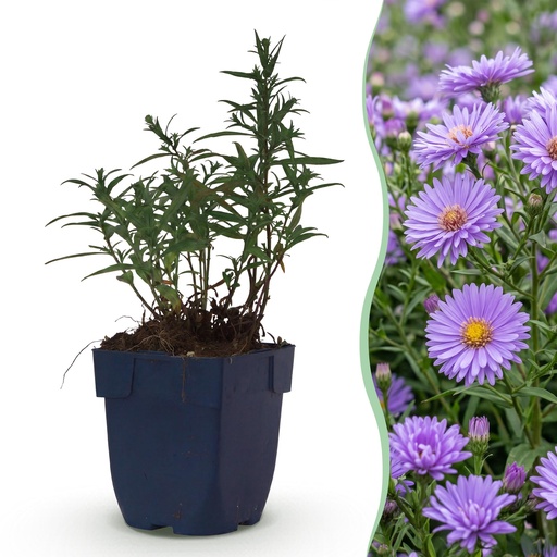 "Perennial - Aster (D) Mediterranean - Sea Aster - Bee and Butterfly Attractors - Purple - 3 Plants - Pot 11cm - Height 15-25cm image"