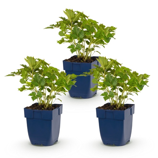 "Perennial - Astilbe chin. Pumila - Plume Spiraea - Shade - Purple - 3 Plants - Pot 11cm - Height 15-25cm image"