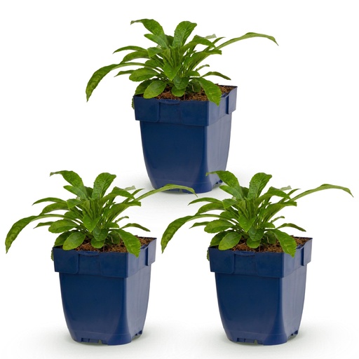 "Perennial - Campanula pers. Alba - Peachleaf Bellflower - Bee and Butterfly Attractors - White - 3 Plants - Pot 11cm - Height 15-25cm image"