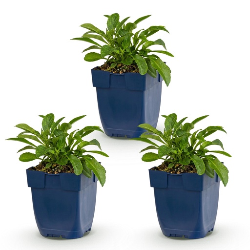 "Perennial - Campanula persicifolia - Peach Leaf Bellflower - Bee and Butterfly Attractors - Blue - 3 Plants - Pot 11cm - Height 15-25cm image"