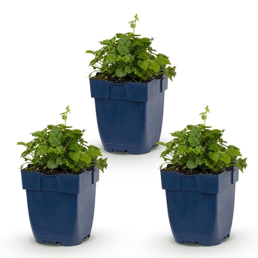 "Perennial - Campanula posch. Lisduggan Variety - Peachleaf Bellflower - Ground Cover - White - 3 Plants - Pot 11cm - Height 15-25cm image"