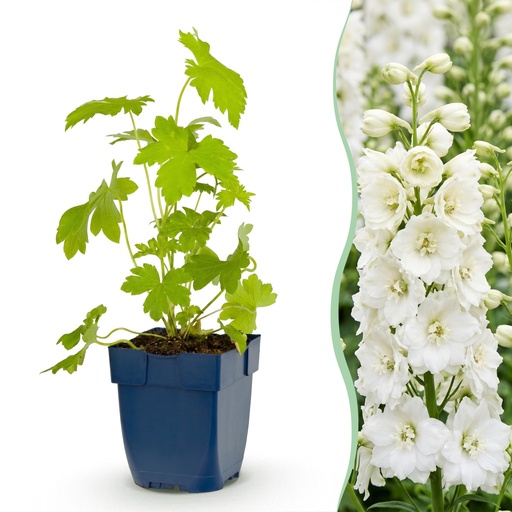 "Perennial - Delphinium (P) Galahad - Larkspur - Bee and Butterfly Attractors - White - 3 Plants - Pot 11cm - Height 15-25cm image"