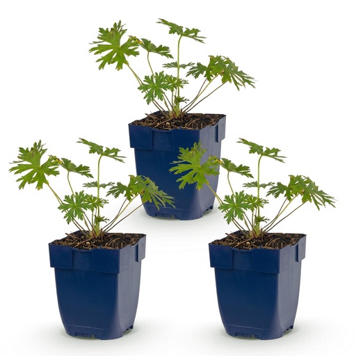 "Perennial - Geranium Johnson's Blue - Crane's Bill - Ground Cover - Blue - 3 Plants - Pot 11cm - Height 15-25cm image"