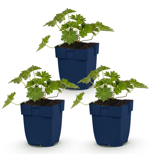 "Perennial - Geranium 'Rozanne' - Crane's Bill - Ground Cover - Blue - 3 Plants - Pot 11cm - Height 15-25cm image"