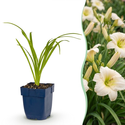 "Perennial - Hemerocallis Arctic Snow - Daylily - Bee and Butterfly Attractors - Cream - 3 Plants - Pot 11cm - Height 15-25cm image"