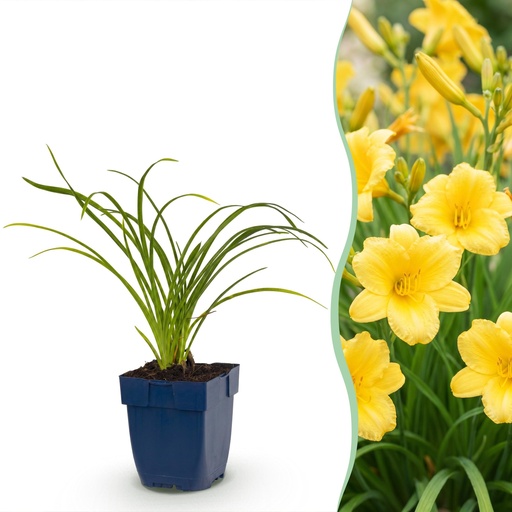 "Perennial - Hemerocallis Stella d'Oro - Daylily - Bee and Butterfly Attractors - Yellow - 3 Plants - Pot 11cm - Height 15-25cm image"