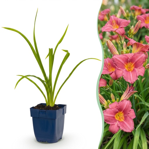 "Perennial - Hemerocallis Summer Wine - Daylily - Bee and Butterfly Attractors - Purple - 3 Plants - Pot 11cm - Height 15-25cm image"