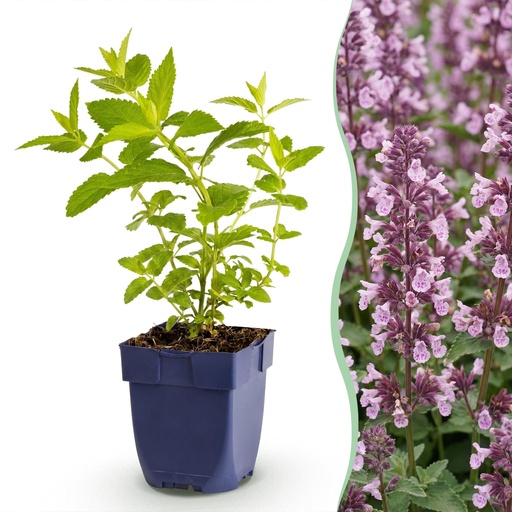 "Perennial - Nepeta sib. Wild Orchid - Catnip - Bee and Butterfly Attractors - Pink - 3 Plants - Pot 11cm - Height 15-25cm image"
