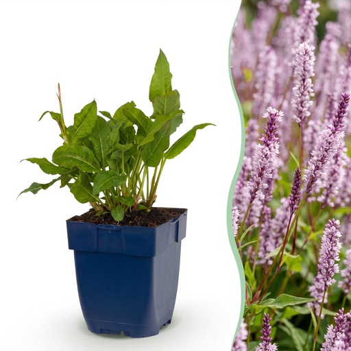 "Perennial - Persicaria ampl. Rosea - Knotweed - Shade - Pink - 3 Plants - Pot 11cm - Height 15-25cm image"