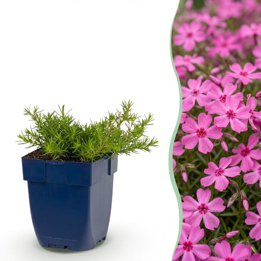 "Perennial - Phlox MacDaniel's Cushion - Flame Flower - Ground Covering - Dark Pink - 3 Plants - Pot 11cm - Height 15-25cm image"