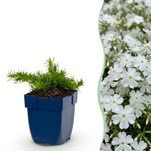 "Perennial - Phlox Maischnee - Flame Flower - Ground Cover - White - 3 Plants - Pot 11cm - Height 15-25cm image"