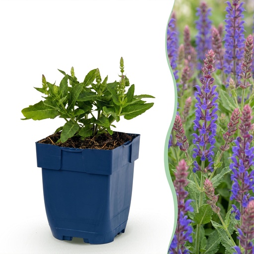 "Perennial - Salvia nem. Sense Deepl Blue - Sage - Bee and Butterfly Attractors - Purple - 3 Plants - Pot 11cm - Height 15-25cm image"