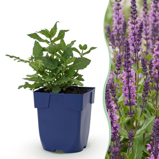 "Perennial - Salvia nem. Sense Deepl Pink - Sage - Bee and Butterfly Attractors - Pink - 3 Plants - Pot 11cm - Height 15-25cm image"