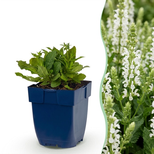 "Perennial - Salvia nem. Schneehügel - Sage - Bee and Butterfly Attractors - White - 3 Plants - Pot 11cm - Height 15-25cm image"