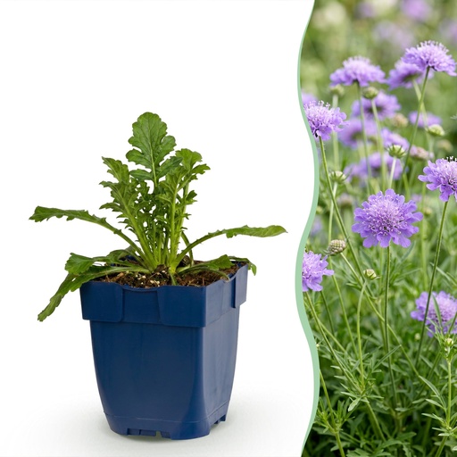 "Perennial - Scabiosa col. Butterfly Blue - Pincushion Flower - Attracts Bees and Butterflies - Purple - 3 Plants - Pot 11cm - Height 15-25cm image"