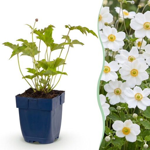 "Perennial - Anemone hybr. Hon. Jobert - Autumn Anemone - Shade - White - 6 Plants - Pot 11cm - Height 15-25cm image"