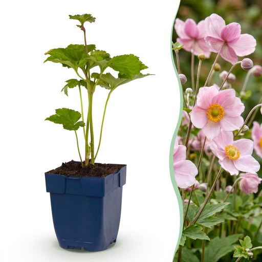 "Perennial - Anemone hybr. Kön. Charlotte - Autumn Anemone - Shade - Pink - 6 Plants - Pot 11cm - Height 15-25cm image"