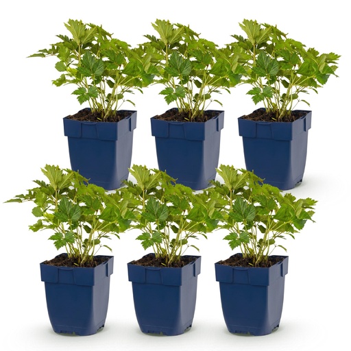 "Perennial - Astilbe chin. Pumila - Plume Spirea - Shade - Purple - 6 Plants - Pot 11cm - Height 15-25cm image"