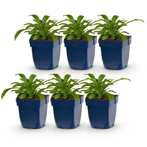 "Perennial - Campanula pers. Alba - Peach Leaf Bellflower - Bee and Butterfly Attractor - White - 6 Plants - Pot 11cm - Height 15-25cm image"