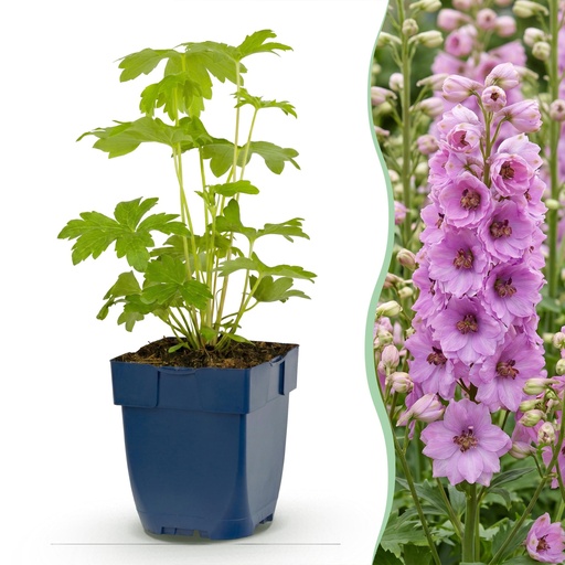 "Perennial - Delphinium (P) Astolat - Larkspur - Bee and Butterfly Attractors - Pink - 6 Plants - Pot 11cm - Height 15-25cm image"