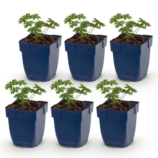 "Perennial - Geranium sang. Album - Crane's Bill - Ground Covering - White - 6 Plants - Pot 11cm - Height 15-25cm image"