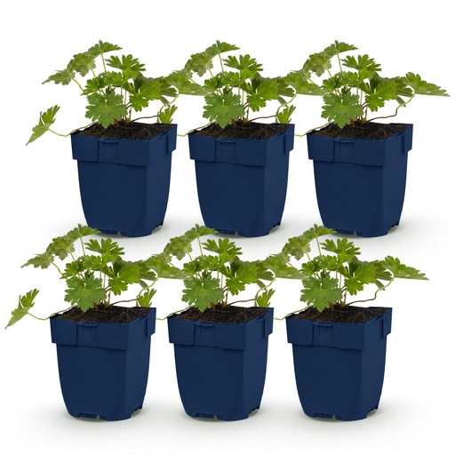 "Perennial - Geranium 'Rozanne' - Crane's Bill - Ground Cover - Blue - 6 Plants - Pot 11cm - Height 15-25cm image"
