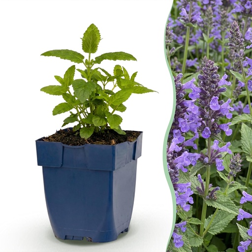 "Perennial - Nepeta nerv. Neptune - Catnip - Bee and Butterfly Attractors - Purple - 6 Plants - Pot 11cm - Height 15-25cm image"