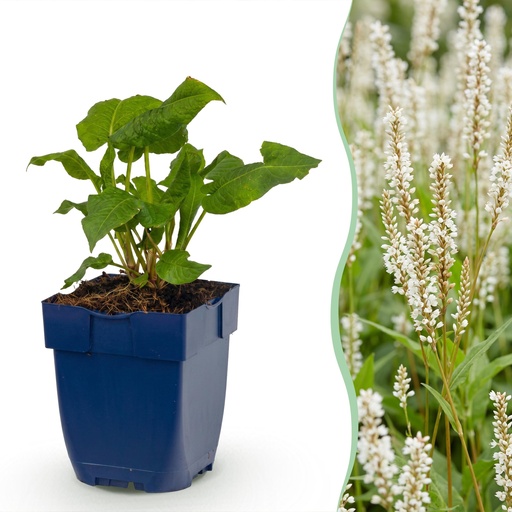 "Perennial - Persicaria ampl. Alba - Knotweed - Shade - White - 6 Plants - Pot 11cm - Height 15-25cm image"