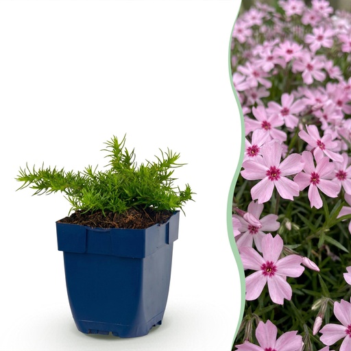 "Perennial - Phlox Rosette - Flame Flower - Ground Cover - Pink - 6 Plants - Pot 11cm - Height 15-25cm image"