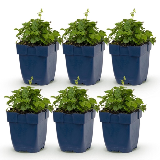 "Perennial - Campanula portenschlagiana Tricolour - Peachleaf Bellflower - Ground Cover - Purple - Pink - White - 6 Plants - Pot 11cm - Height 15-25cm image"