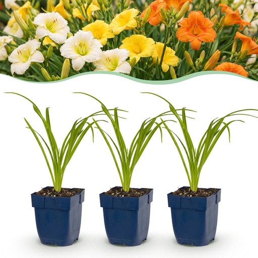 "Perennial - Hemerocallis Tricolour - Daylily - Bee and butterfly attractors - Cream - Yellow - Red - 6 Plants - Pot 11cm - Height 15-25cm image"