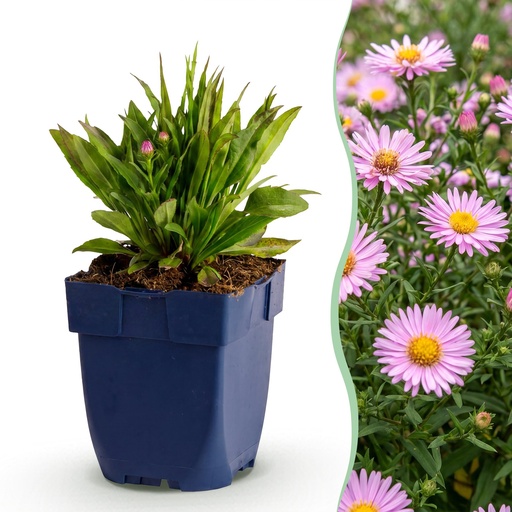"Perennial - Aster Wood's Pink - Astilbe - Bee and Butterfly Attractors - Pink - 12 Plants - Pot 11cm - Height 15-25cm image"
