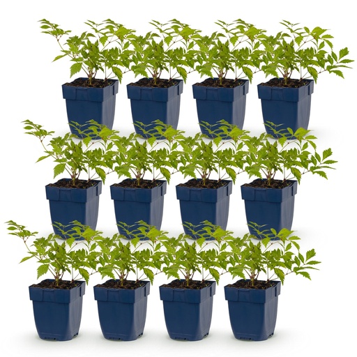 "Perennial - Astilbe (J) Deutschland - Plume Spiraea - Shade - White - 12 Plants - Pot 11cm - Height 15-25cm image"