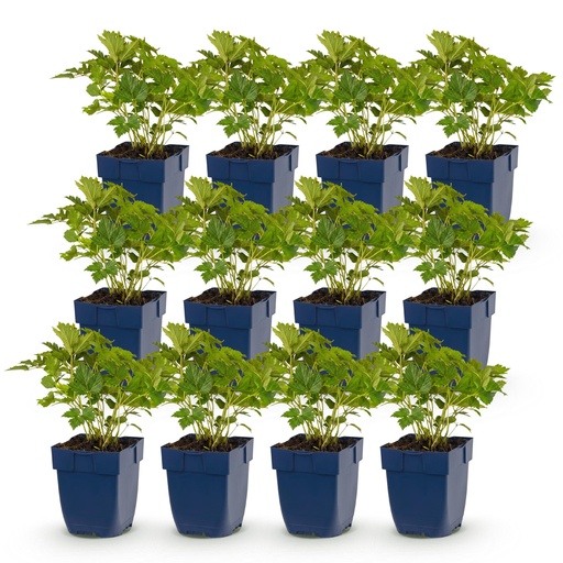"Perennial - Astilbe chin. Pumila - False Spirea - Shade - Purple - 12 Plants - Pot 11cm - Height 15-25cm image"