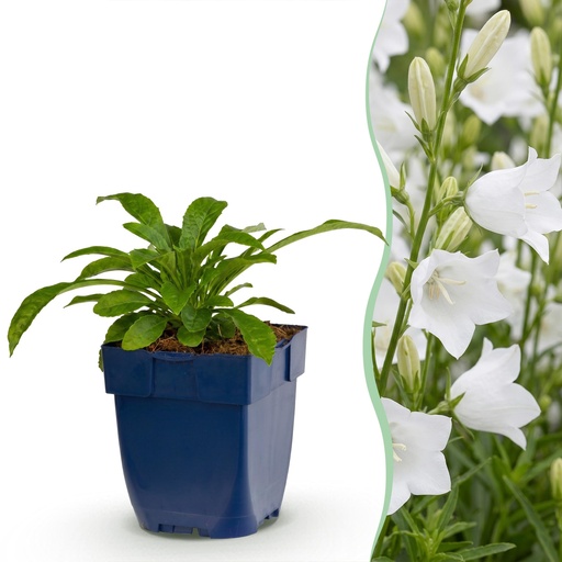 "Perennial - Campanula pers. Alba - Peach Leaf Bellflower - Attracts Bees and Butterflies - White - 12 Plants - Pot 11cm - Height 15-25cm image"