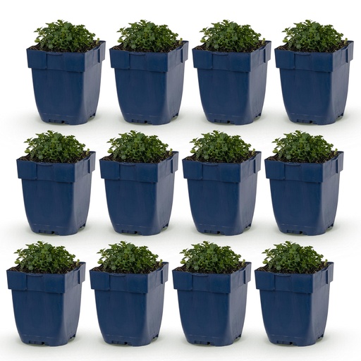 "Perennial - Campanula portenschlagiana - Peach-leaved bellflower - Ground cover - Pink - 12 Plants - Pot 11cm - Height 15-25cm image"