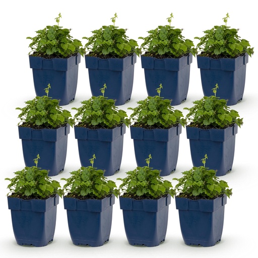 "Perennial - Campanula posch. Lisduggan Variety - Delphinium - Ground Cover - White - 12 Plants - Pot 11cm - Height 15-25cm image"