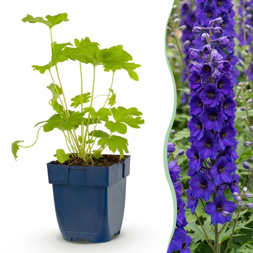"Perennial - Delphinium (P) Black Knight - Larkspur - Bee and Butterfly Attractors - Purple - 12 Plants - Pot 11cm - Height 15-25cm image"