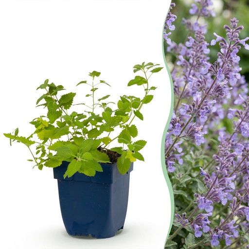 "Perennial - Nepeta faassenii Walker's Low - Catnip - Bee and Butterfly Attractors - Blue - 12 Plants - Pot 11cm - Height 15-25cm image"